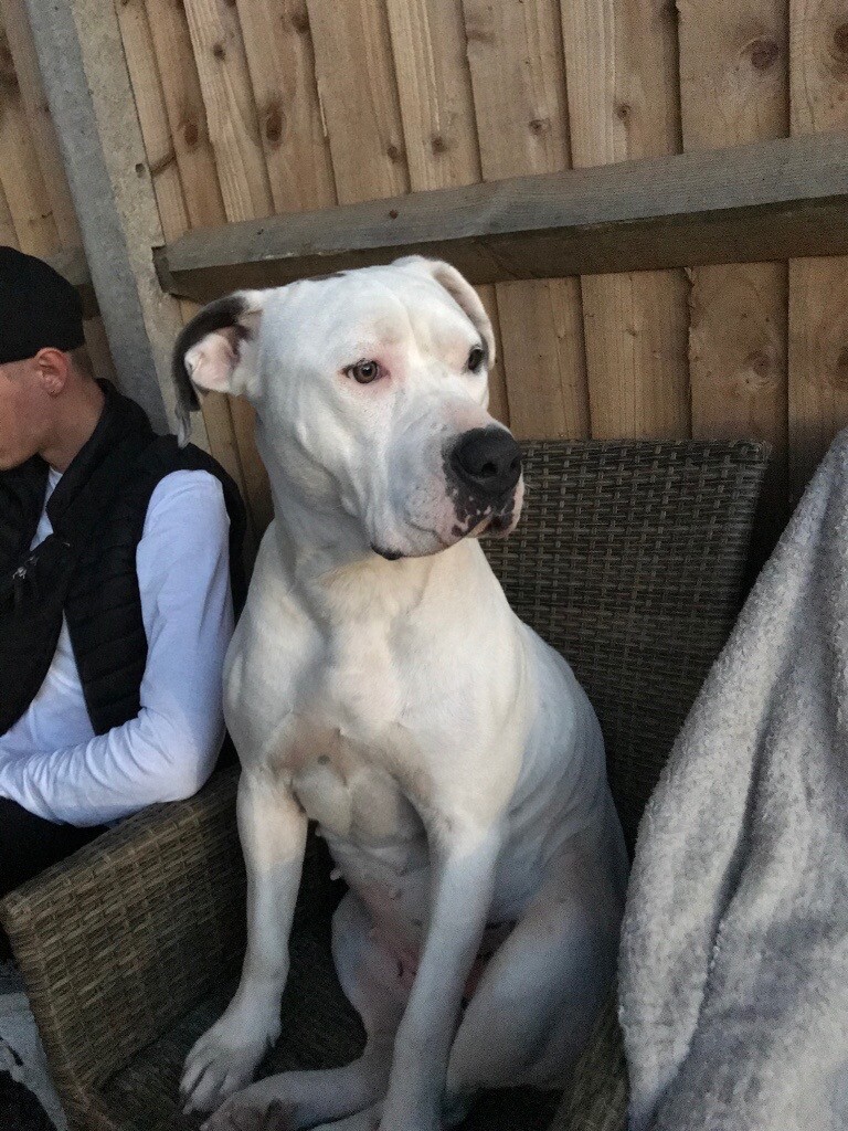 dogo argentino for sale gumtree